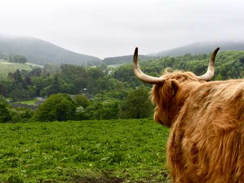Highland Rind vor einer Destillerie