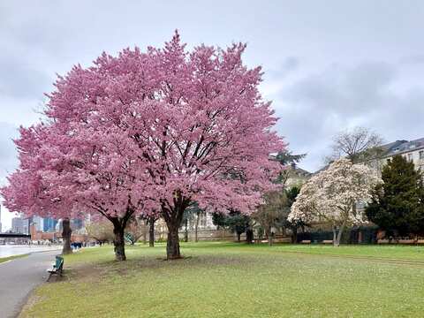 blühende Kirschbaum am Main in Frankfurt