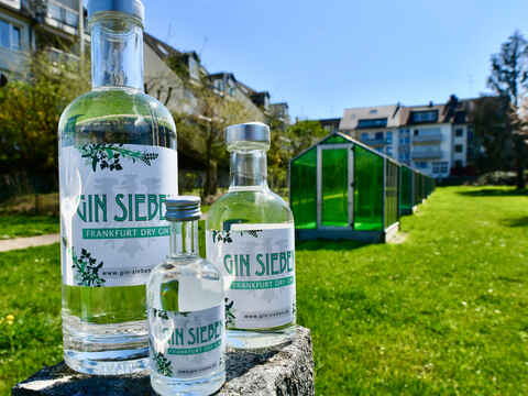 Gin 7 auf dem Grüne Soße Feld